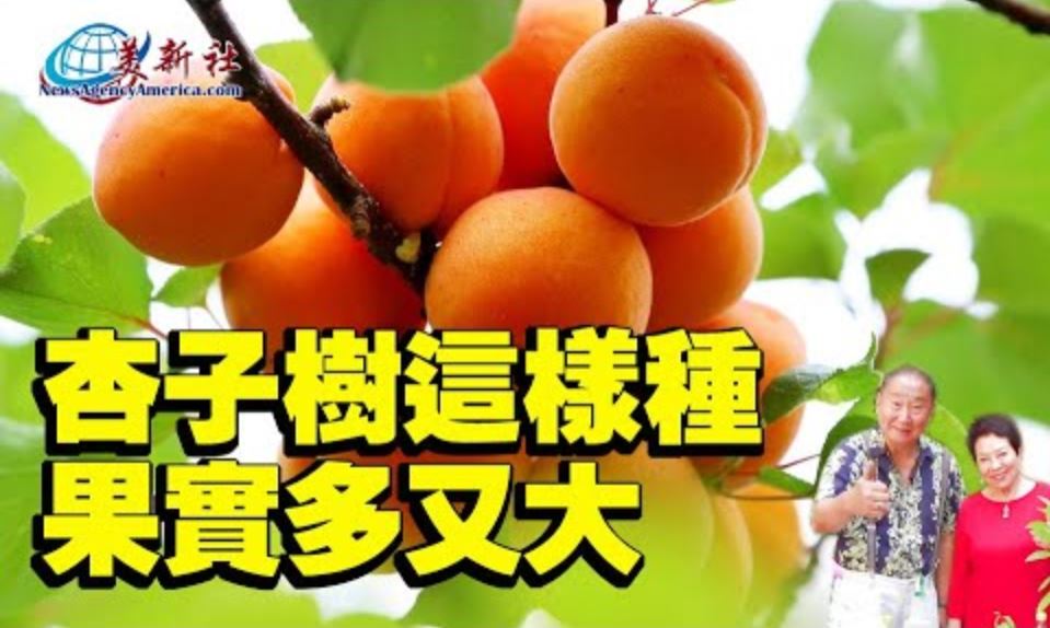 【園藝達人】杏子樹這樣種，果實多又大！
