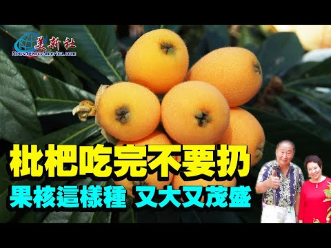 【園藝達人】枇杷吃完不要扔, 果核這樣種, 又大又茂盛！