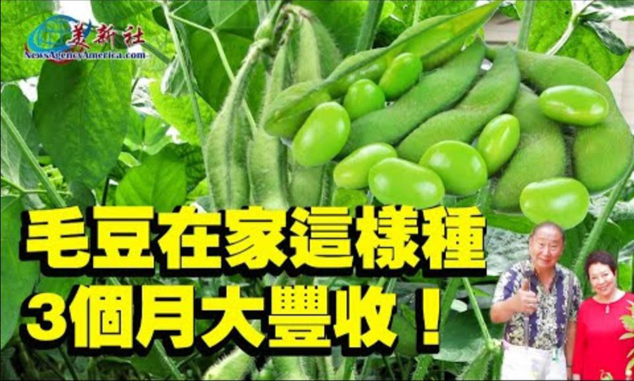 【園藝達人】毛豆在家這樣種，3個月大豐收！