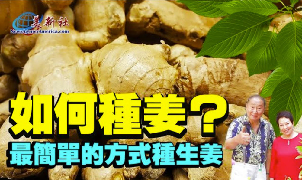 【園藝達人】如何種生姜？最簡單的生姜种植方法。