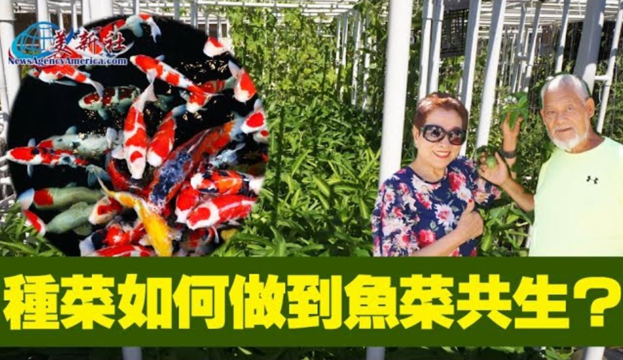 【園藝達人】又種菜又養魚 如何做到魚菜共生？