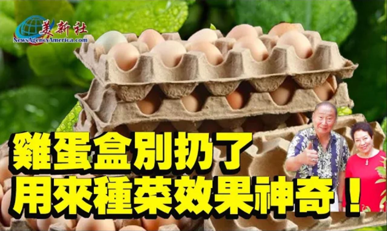 【園藝達人】雞蛋盒別扔了，用來種菜效果神奇！
