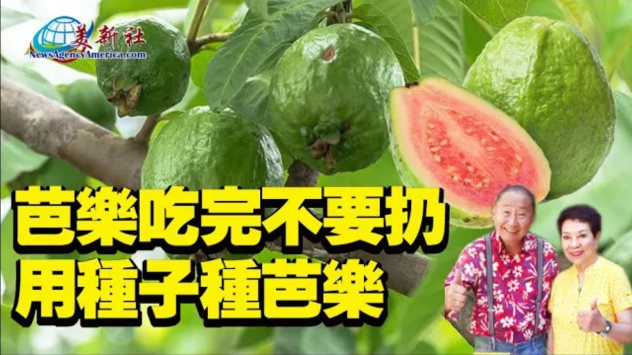 【園藝達人】芭樂吃完不要扔，用種子種芭樂？