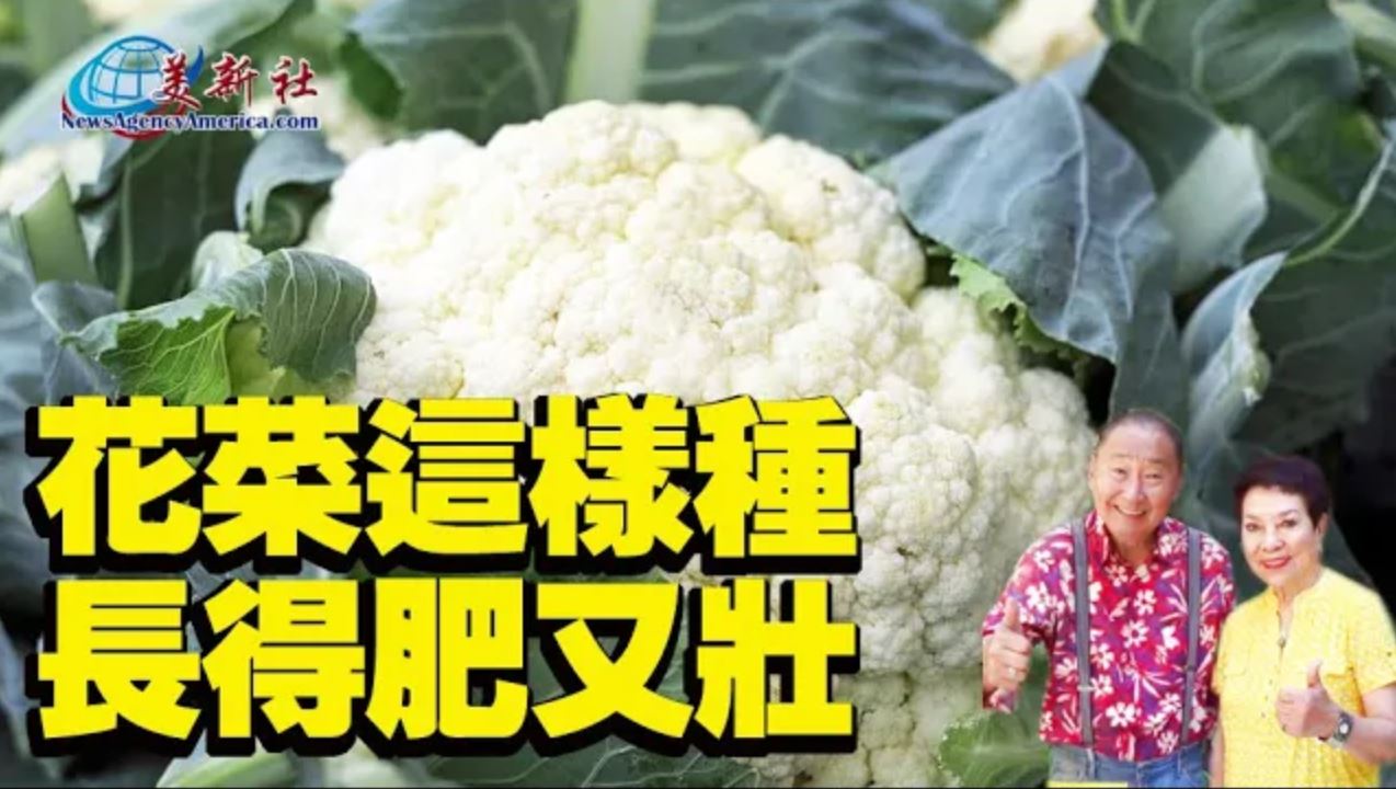 【園藝達人】花菜這樣種 長得肥又壯