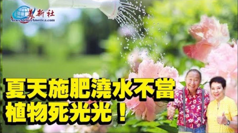 【園藝達人】夏天施肥澆水不當，植物死光光！