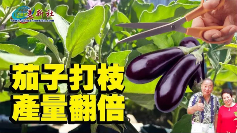 【園藝達人】茄子打枝，剪花，這樣做產量翻倍！