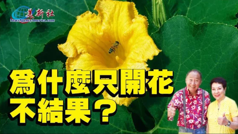 【園藝達人】只開花不結果的原因, 如何解決？