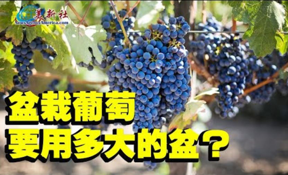【園藝達人】盆栽葡萄要用多大的盆？