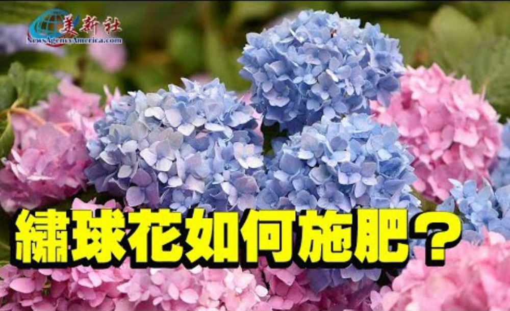 【園藝達人】繡球花如何施肥？