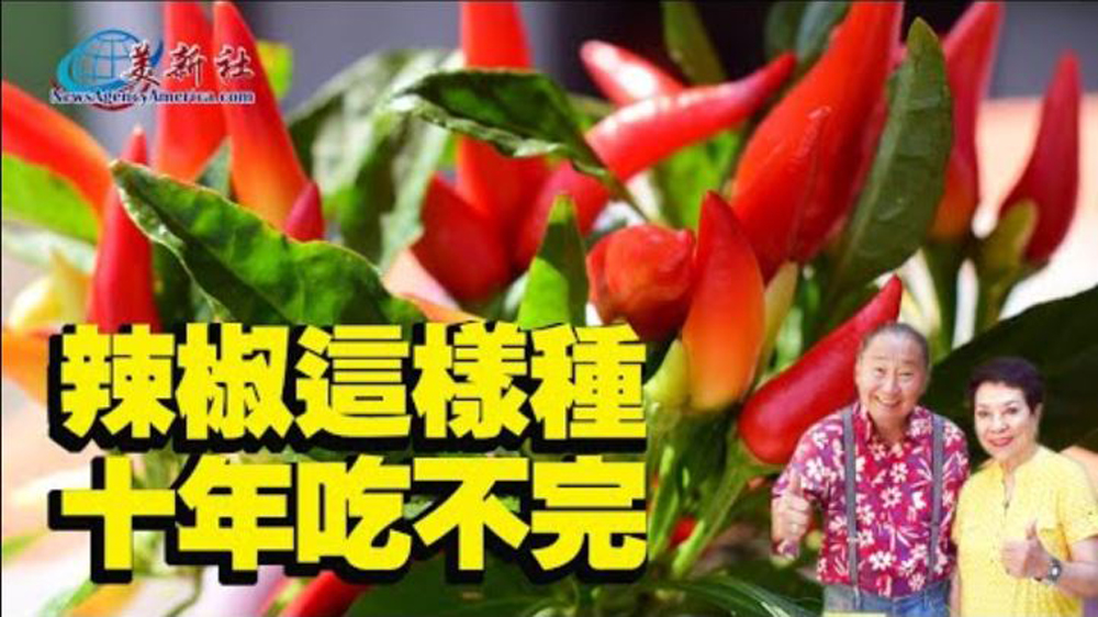 【園藝達人】辣椒這樣種, 十年吃不完！