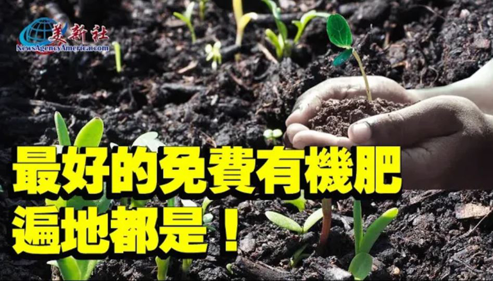【園藝達人】最好的免費有機肥，遍地都是！