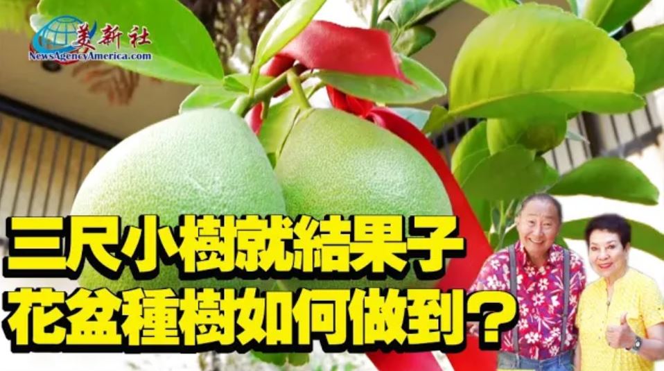 【園藝達人】三尺小樹就接果, 文旦花盆種植如何做到？