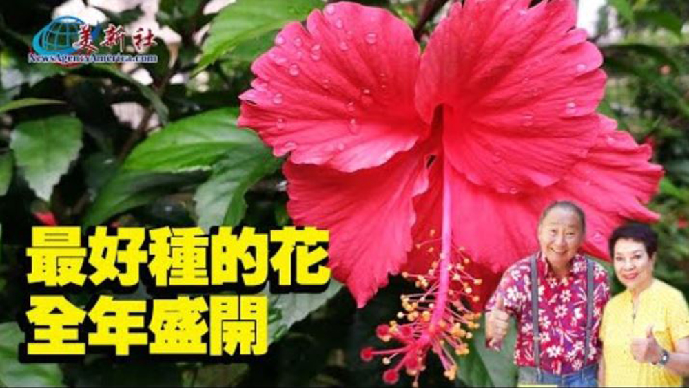 【園藝達人】最好種的花，全年盛開，懶人最愛！