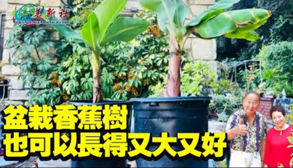 【園藝達人】盆栽香蕉樹也可以長得又大又好！