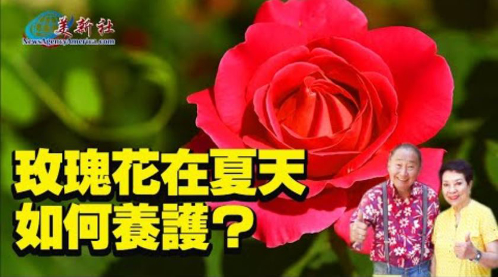 【園藝達人】玫瑰花在夏天如何養護？