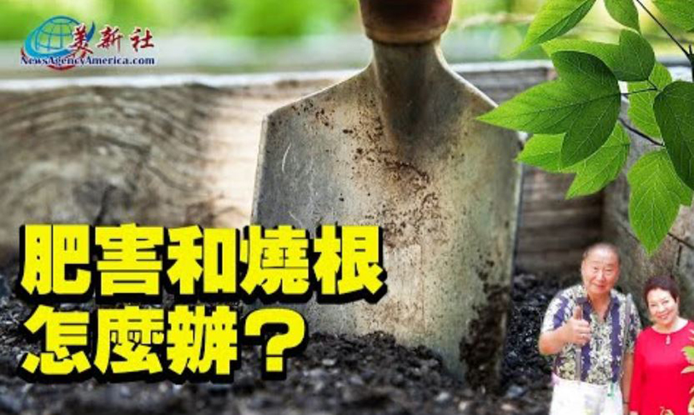 【園藝達人】肥害和燒根怎麼辦？