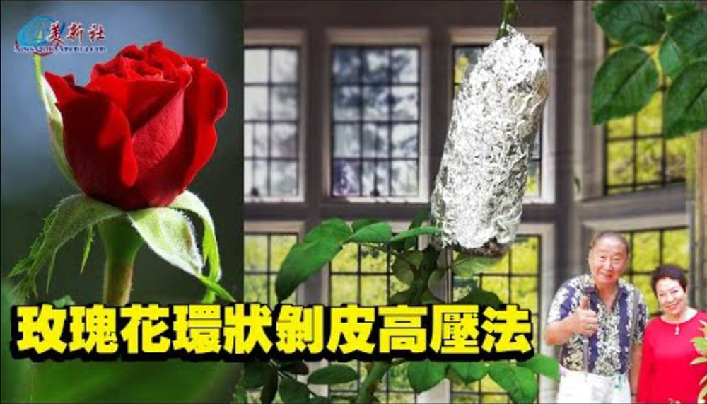 【園藝達人】玫瑰花環狀剝皮高壓法