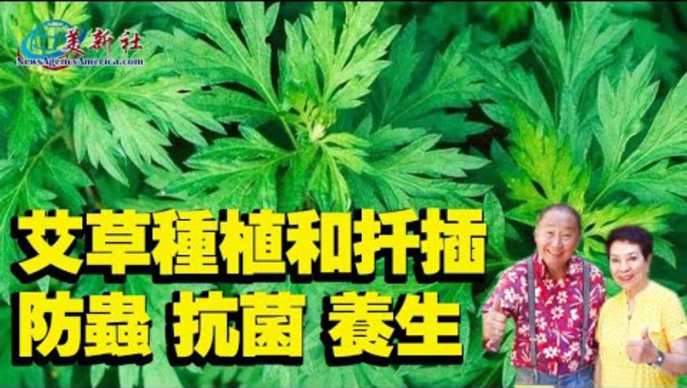 【園藝達人】艾草種植和扦插, 防蟲, 抗菌, 養生, 好處意想不到！