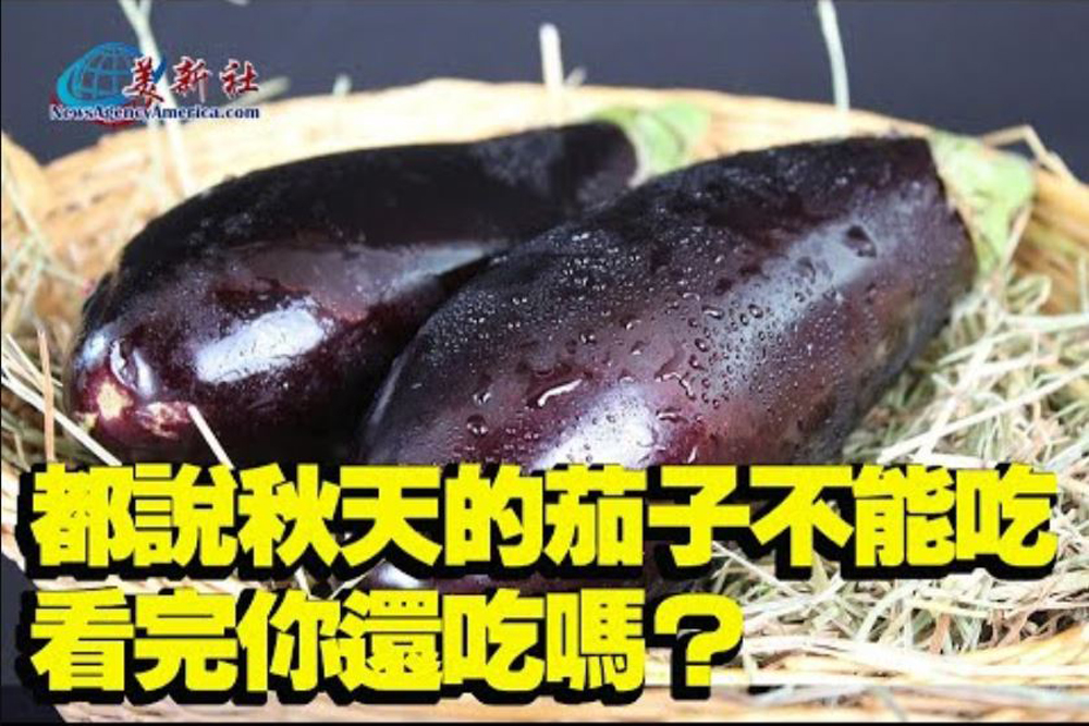 【園藝達人】都說秋天的茄子不能吃, 看完你還吃嗎？