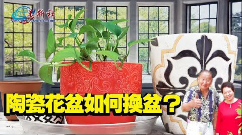 【園藝達人】陶瓷花盆如何換盆？