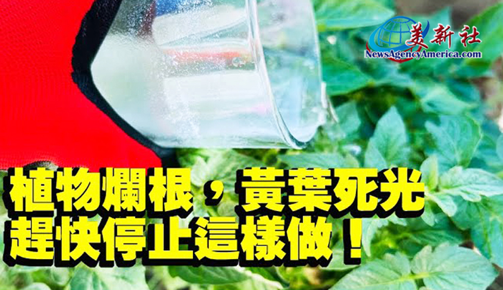 【園藝達人】植物爛根，黃葉，死光，趕快停止這樣做！