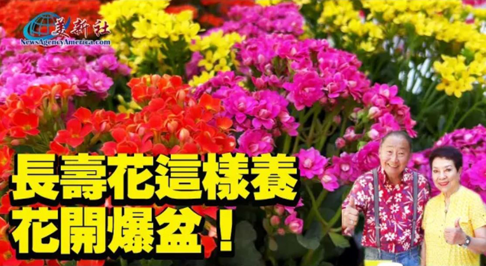 【園藝達人】長壽花這樣種，花開爆盆！