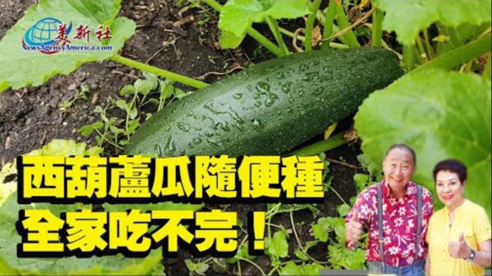 【園藝達人】西葫蘆瓜隨便種，全家吃不完！