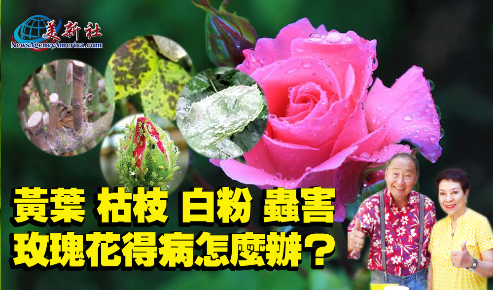 【園藝達人】黃葉，枯枝，白粉，蟲害，玫瑰花得病怎麼辦？