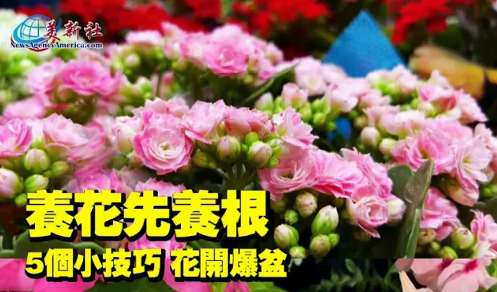 【園藝達人】養花先養根 5個小技巧讓你的花開爆盆！